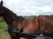 Click to view classifieds OLYEKYFX