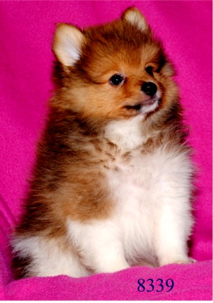 teacup pomapoo puppies for sale image gallery teacup pomapoos teacup pomapoo puppies for sale image gallery teacup pomapoos