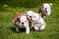 Click to view classifieds VHCSUGHW