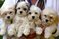 Click to view classifieds MSBZTSGH