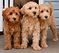 Click to view classifieds NWUPNXVZ