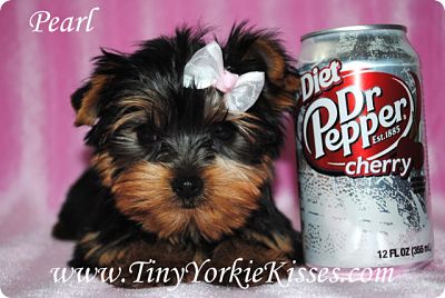 cup size yorkies puppies for sale teacup and size yorkie puppies for sale 707 720 9042 for sale 800 00 cup size yorkies puppies for sale teacup and size yorkie puppies for sale 707 720 9042 for sale 800 00