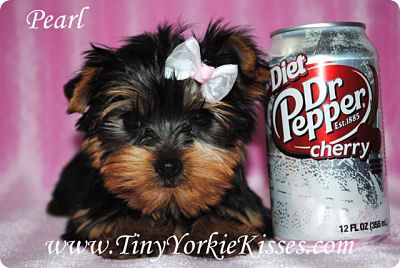 yorkie size