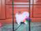 Click to view classifieds FONVYNGP