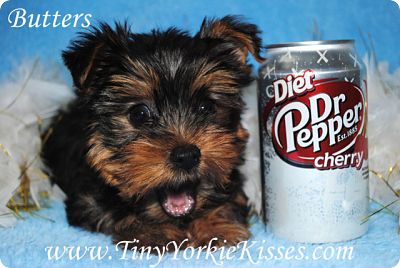 Yorkshire Terrier for Sale in California