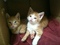 Click to view classifieds CEUQVXNN