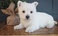 Click to view classifieds PGCHSTJQ