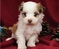 Click to view classifieds SZBOMWWZ