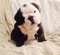 Click to view classifieds MMSFVWPZ