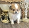 Click to view classifieds KAGVJPWG