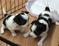 Click to view classifieds YAYGBHPS