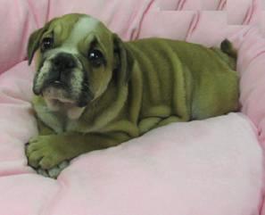 English Bulldog