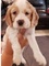 Click to view classifieds GMCHUAQV