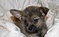 Click to view classifieds TYQCRNWK