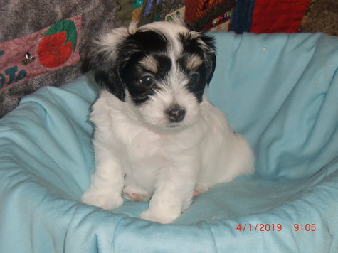White male Havanese with black spots