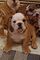 Click to view classifieds ZOPPTLOP