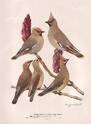 BIRDS OF NEW YORK
