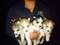 Click to view classifieds PJGNXSJU