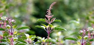 Tulsi