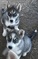 Click to view classifieds JXSAXOBB