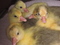 Click to view classifieds MDCOLLAG