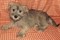 Click to view classifieds RWRPYVHX