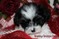 Click to view classifieds JQGANRMS