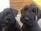Click to view classifieds RGGPODJK