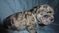 Click to view classifieds KVFUPJRT