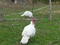 Click to view classifieds FAXHURXR
