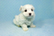 Click to view classifieds CPWHUETJ