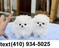 Click to view classifieds OLXDQSYP