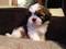 Click to view classifieds NVPCAXVN