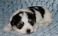 Click to view classifieds OLVWSVSJ