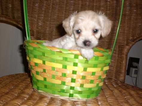 Tiny Female Maltipoo