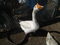 Click to view classifieds ZXBUCVYF