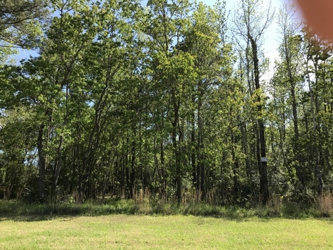 Lots of old growth trees