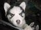 Click to view classifieds AMDOGNQZ