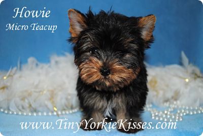 Micro Yorkie Tiny Yorkie Kisses