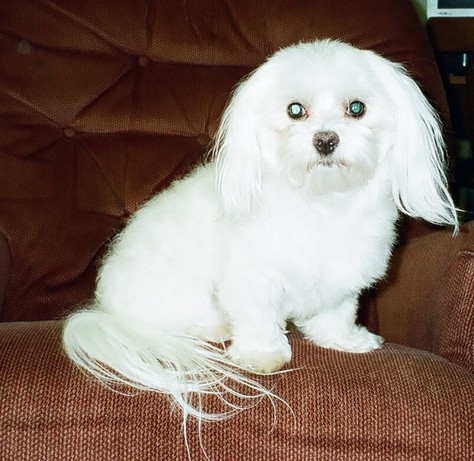 "Iggy" Maltese sire