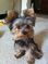 Click to view classifieds AZRSZDQC