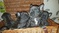 Click to view classifieds SBHVADQM