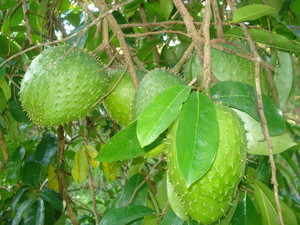 Graviola