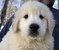 Click to view classifieds PUGLYAKN