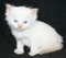 Click to view classifieds XMXHDFUA