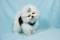 Click to view classifieds XUOLOLRQ