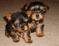 Click to view classifieds RFOPPMRG