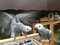 Click to view classifieds XSGWPHDF
