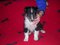 Click to view classifieds ZZEBLGVR