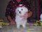 Click to view classifieds HSXXLAUN